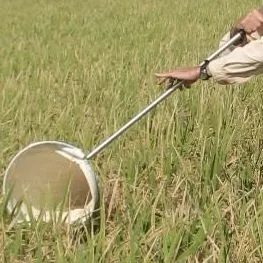 thumbnail for publication: Stink Bugs in Florida Rice